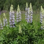Lupine bloem op kalkrijke grond met winterharde eigenschappen.