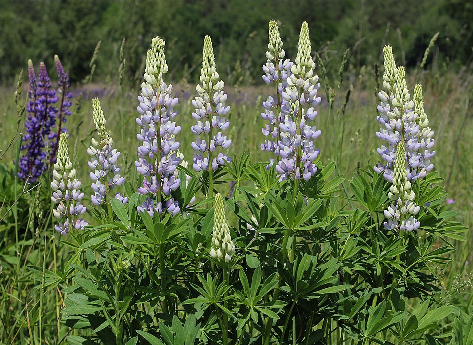 Lupine bloem op kalkrijke grond met winterharde eigenschappen.
