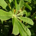 Lupinus succulentus blad met groene bladeren en donkere nerven.