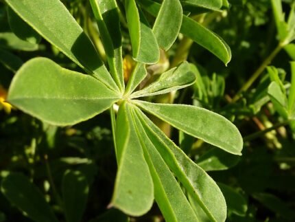 Lupinus succulentus blad met groene bladeren en donkere nerven.