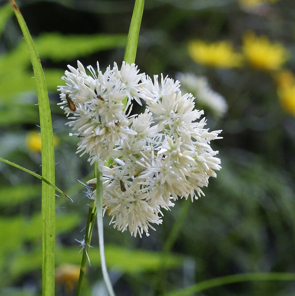 Luzula nivea plant met witte bloemen en groen gras in zonlicht.
