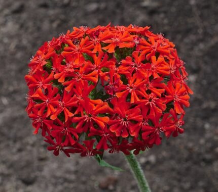 Rode Lychnis chalcedonica bloemen in close-up.