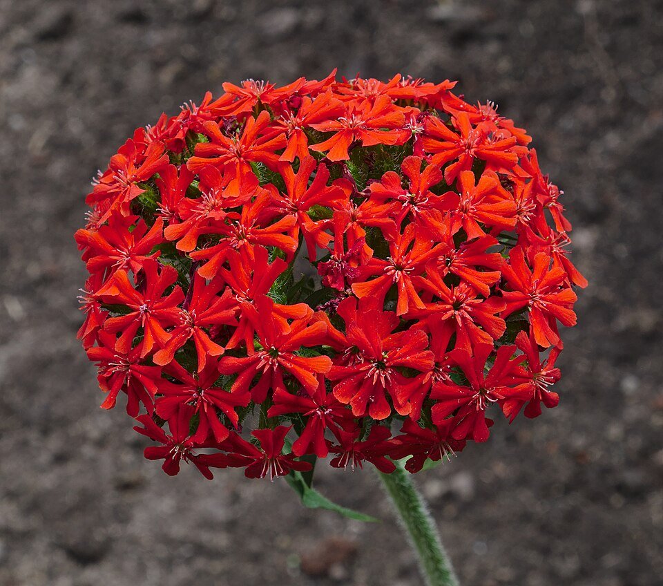 Rode Lychnis chalcedonica bloemen in close-up.