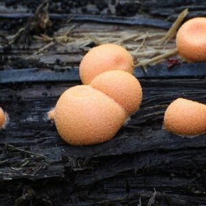 Helderroze Epidendrum orchidee met groene bladeren en delicate bloemblaadjes.