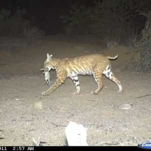Amerikaanse woestijnrat naast rode lynx in natuurlijke omgeving.