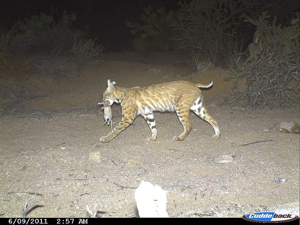 Amerikaanse woestijnrat naast rode lynx in natuurlijke omgeving.