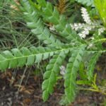 Bloeiende Lyonothamnus boom met gedetailleerde bloesems en groen blad.
