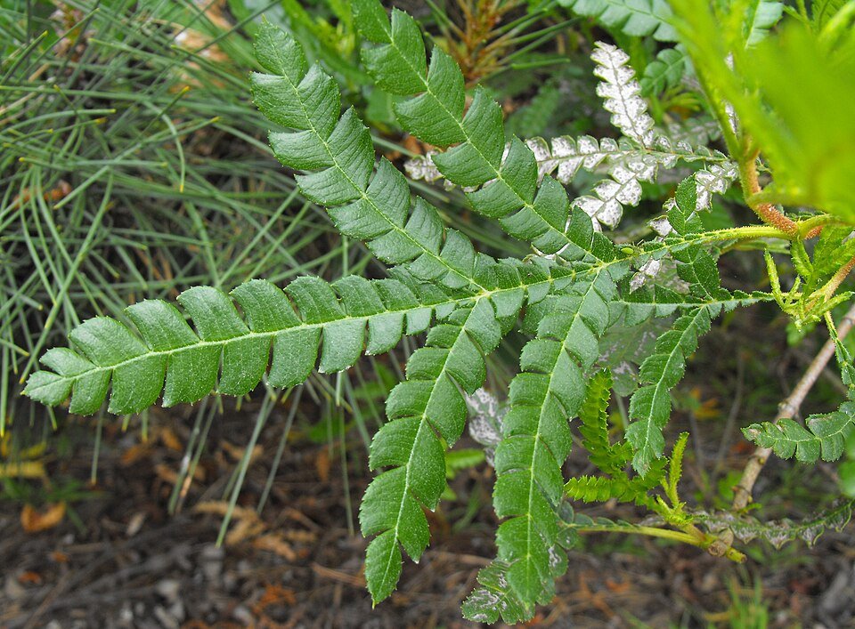 Bloeiende Lyonothamnus boom met gedetailleerde bloesems en groen blad.