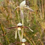 Bloeiende Lyperanthus serratus plant met gekartelde bladeren in tuinsetting.