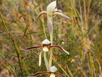 Bloeiende Lyperanthus serratus plant met gekartelde bladeren in tuinsetting.