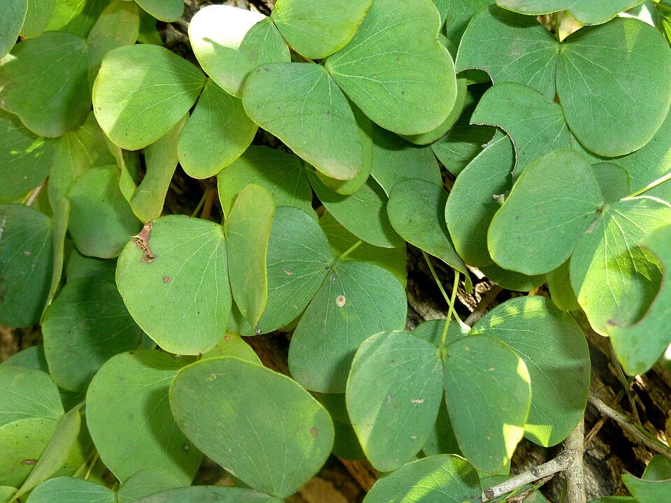 Lysiphyllum hookeri plant met groene bladeren en witte bloemen in pot.