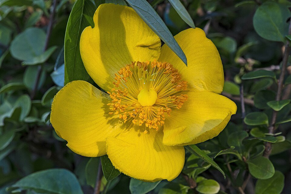 Gele Hypericum calycinum bloem met groene bladeren op neutrale achtergrond.