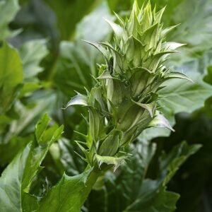 Afbeelding van een bloeiende breedbladige acanthusplant in Boileau Bouloc, Frankrijk.