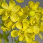 Close-up van Berberis aquifolium bloemen met heldergele bloemblaadjes en groene bladeren.