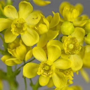 Close-up van Berberis aquifolium bloemen met heldergele bloemblaadjes en groene bladeren.