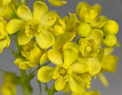 Close-up van Berberis aquifolium bloemen met heldergele bloemblaadjes en groene bladeren.