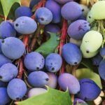 Mahonia bealei fruit op een tak, Boileau Bouloc, Frankrijk.