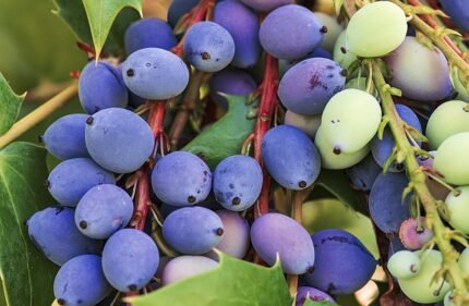 Mahonia bealei fruit op een tak, Boileau Bouloc, Frankrijk.