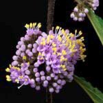 Callicarpa bodinieri bloeiwijze in close-up.