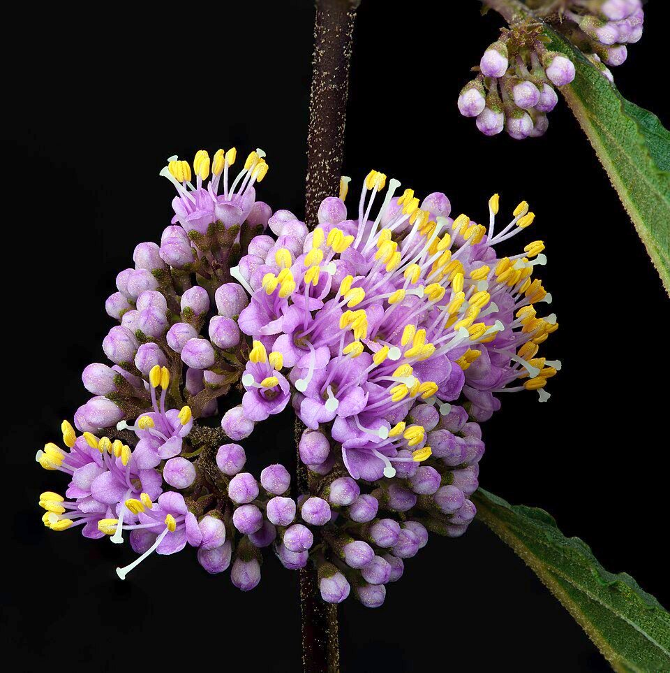 Callicarpa bodinieri bloeiwijze in close-up.