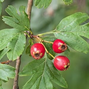 Rijpe eenstijlige meidoornvruchten op tak.