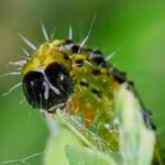 Close-up van het gezicht van Cydalima perspectalis, winterharde rups.