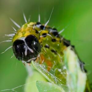 Close-up van het gezicht van Cydalima perspectalis, winterharde rups.