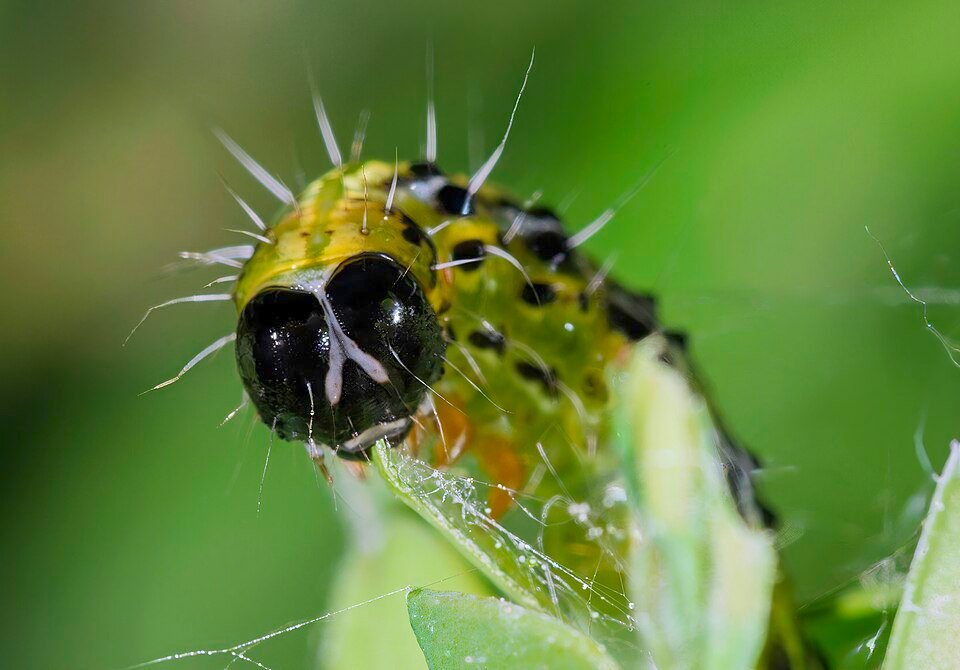 Close-up van het gezicht van Cydalima perspectalis, winterharde rups.