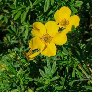 Potentilla struik met goudgele bloemen en groen blad.