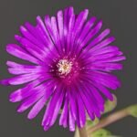 Delosperma cooperi flower in bright purple with green leaves on a sunny day.