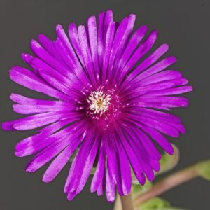 Delosperma cooperi flower in bright purple with green leaves on a sunny day.