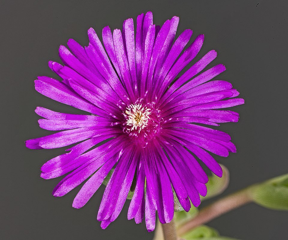 Delosperma cooperi flower in bright purple with green leaves on a sunny day.