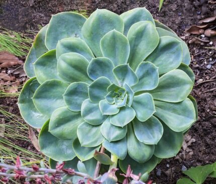 Echeveria secunda plant met blauwgroene bladeren en roze-rode bloemen.