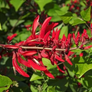 Rode koraalstruik bloeiwijze in Les Martels, Giroussens, Tarn.