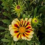 Gazania rigens bloem en knoppen op heldere achtergrond.
