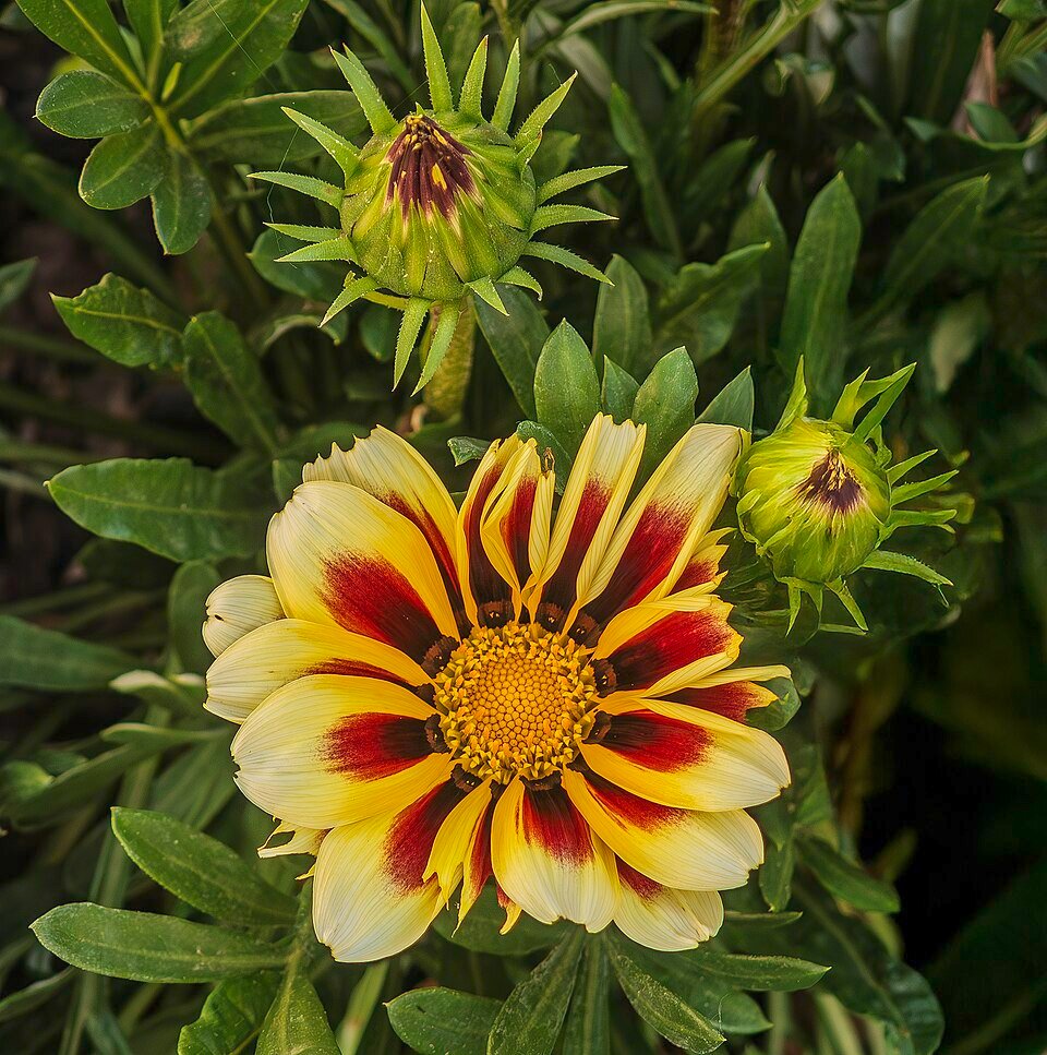 Gazania rigens bloem en knoppen op heldere achtergrond.