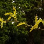 Onrijp blad en bloeiwijze van de Valse Christusdoornboom in Boileau Bouloc, Frankrijk.