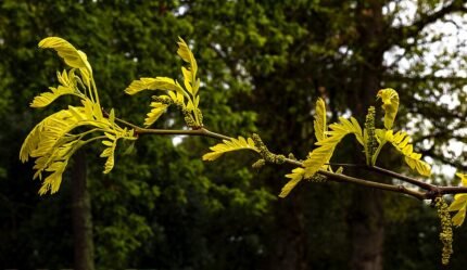 Onrijp blad en bloeiwijze van de Valse Christusdoornboom in Boileau Bouloc, Frankrijk.