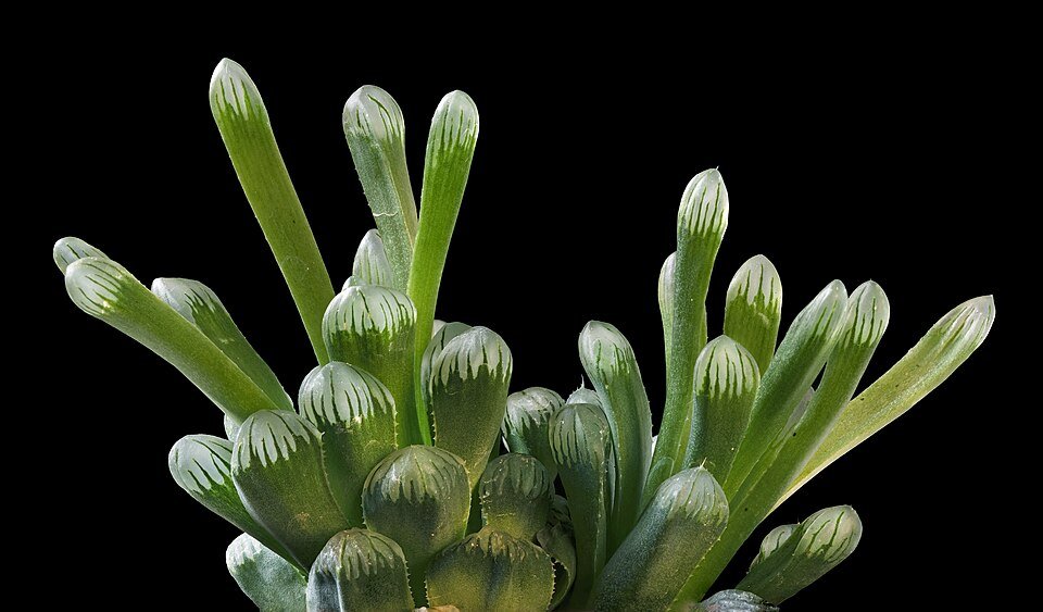 Succulente Haworthia truncata plant met dikke, driehoekige bladeren in pot.