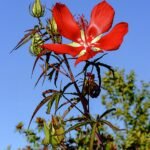 Rode Hibiscus coccineus bloem en bladeren.