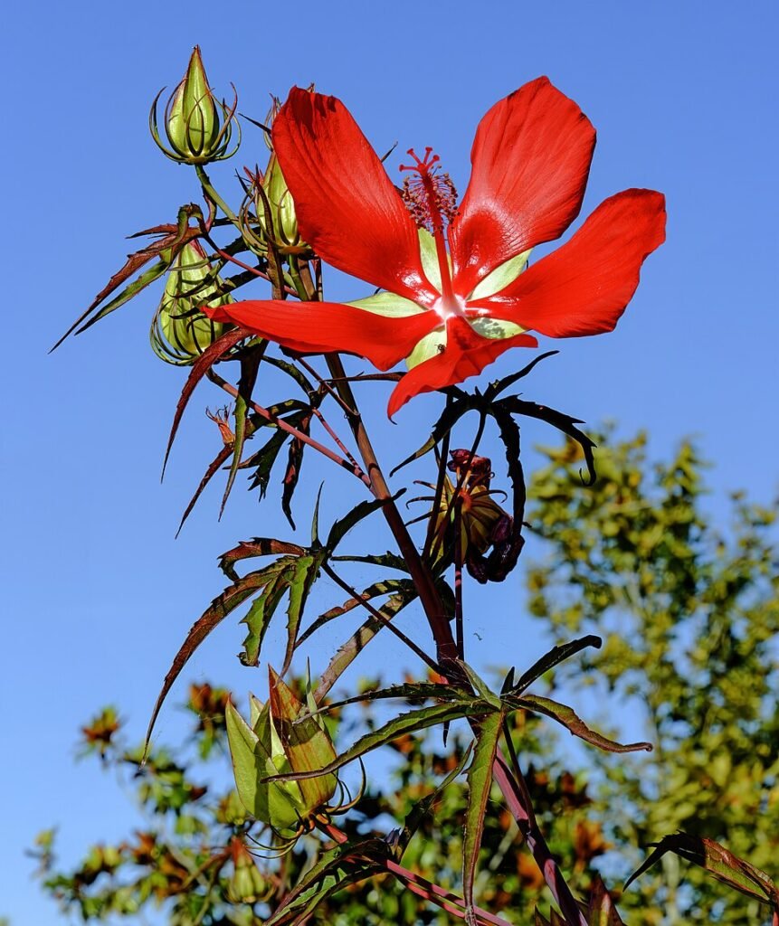 Rode Hibiscus coccineus bloem en bladeren.