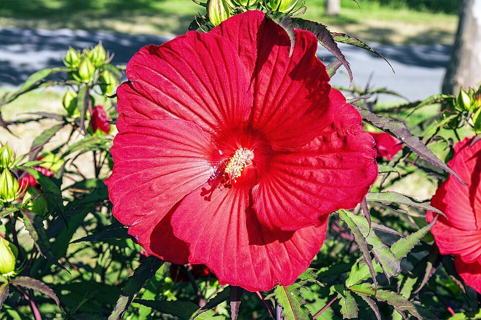 Rode moerasmalve bloem op een zonnige dag.
