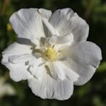Witte Chiffon Roos van Saron bloem close-upfoto.