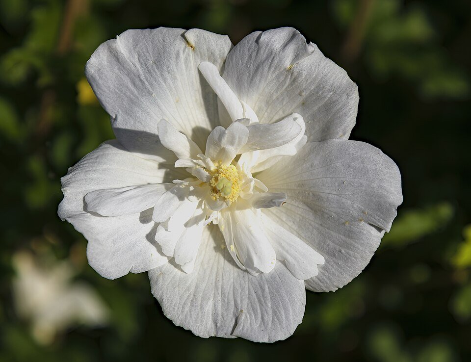 Witte Chiffon Roos van Saron bloem close-upfoto.
