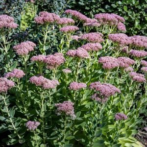 Hemelsleutel plant in schaduwrijke omgeving.