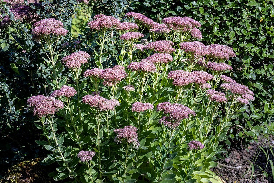 Hemelsleutel plant in schaduwrijke omgeving.