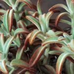 Kalanchoe tomentosa plant met harige bladeren op kleigrond.