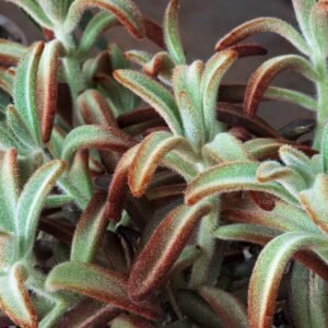 Kalanchoe tomentosa plant met harige bladeren op kleigrond.