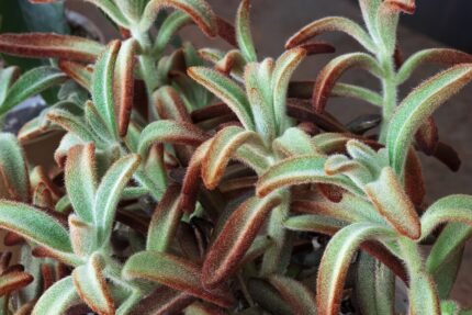 Kalanchoe tomentosa plant met harige bladeren op kleigrond.