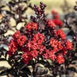 Rode Lagerstroemia indica bloemen in een tuinsetting.